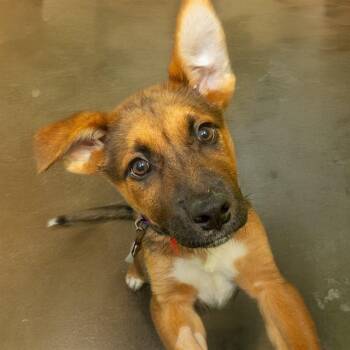 German Shepherd Dog and Mixed Breed Dogs Available for Adoption - OWL | PetCurious