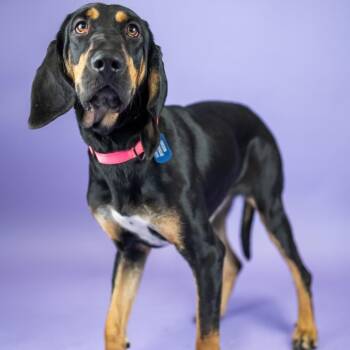 Arwen -  Coonhound Dog for Adoption in Portland, Oregon - Arwen | PetCurious