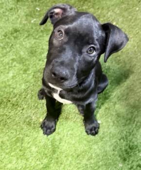 Mixed Breed Dogs Available for Adoption in Lutz, Florida - Kyle | PetCurious