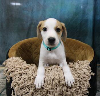Sunny -  Mixed Breed Dog for Adoption in Plain City, Ohio - Sunny | PetCurious