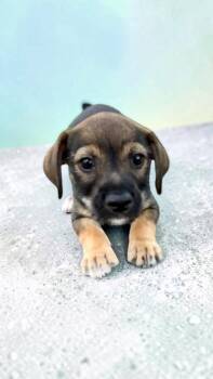 Tater the adorable little guy -  Chihuahua Dog for Adoption in Lockhart, Texas - Tater The Adorable Little Guy | PetCurious