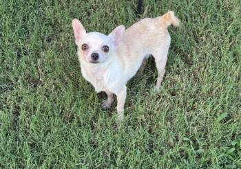 Itty Bitty -  Chihuahua Dog for Adoption in Forney, Texas - Itty Bitty | PetCurious