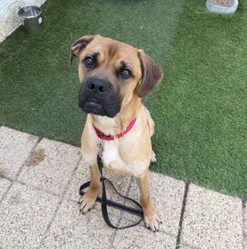 Bart -  Mixed Breed Dog for Adoption in Alexandria, Virginia - Bart | PetCurious