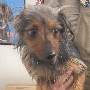 71245 -  Mixed Breed Dog for Adoption in Harrisonburg, Virginia - 71245 | PetCurious