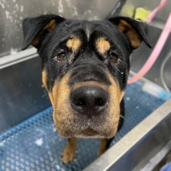 Flower -  Rottweiler and Mixed Breed Dog for Adoption in Merriam, Kansas - Flower | PetCurious