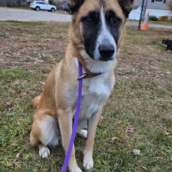 Rescue Shepherd Dogs for Adoption in Salem, New Hampshire - Penny | PetCurious