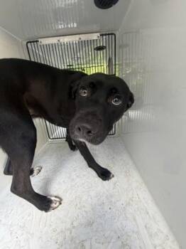 Millie -  Mixed Breed Dog for Adoption in Atlanta, Georgia - Millie | PetCurious