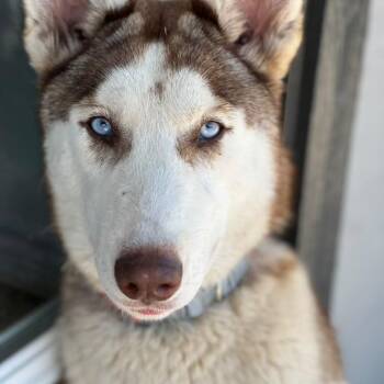 Coco Whip -  Husky Dog for Adoption in Houston, Texas - Coco Whip | PetCurious