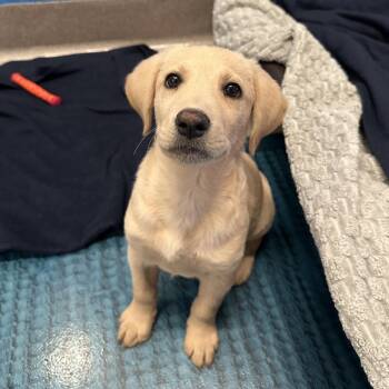 Mixed Breed Dogs Available for Adoption in Los Angeles, California - Ricotta | PetCurious