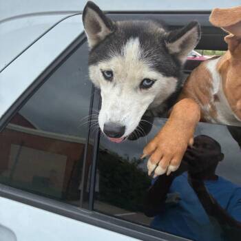 Moses -  Husky Dog for Adoption in Philadelphia, Pennsylvania - Moses | PetCurious
