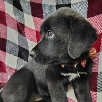 Newfoundland Dog and Rottweiler Dogs Available for Adoption in Coos Bay, Oregon - Puppy 3 / Lola | PetCurious
