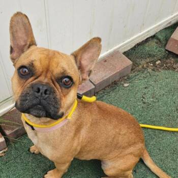Maia -  French Bulldog Dog for Adoption in Plainfield, Illinois - Maia | PetCurious