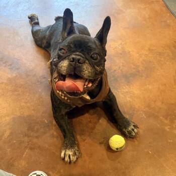 Freddy -  French Bulldog Dog for Adoption in San Mateo, California - Freddy | PetCurious