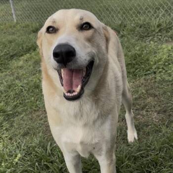 Yellow Labrador Retriever and Mixed Breed Dogs Available for Adoption in Cedarburg, Wisconsin - Henry | PetCurious