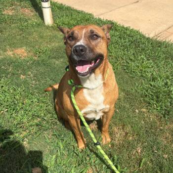 Duckie -  Mixed Breed Dog for Adoption in Greenville, South Carolina - Duckie | PetCurious