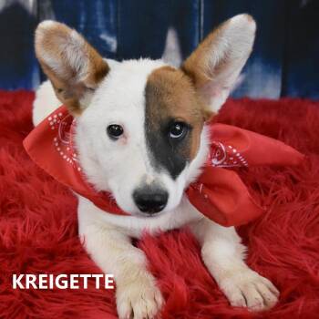 Cardigan Welsh Corgi and Mixed Breed Dogs Available for Adoption in Yuma, Arizona - Kreigette | PetCurious