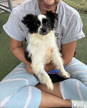 Bo -  Mixed Breed Dog Available for Adoption in Ruskin, Florida - Bo | PetCurious