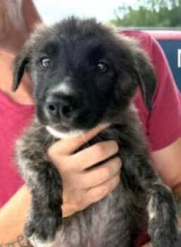 Onyx Gemstone -  Anatolian Shepherd Dog for Adoption in Waunakee, Wisconsin - Onyx Gemstone | PetCurious