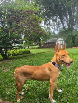 Sonali -  Mixed Breed Dog for Adoption in Germantown, Ohio - Sonali | PetCurious