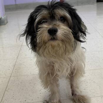 Max O La -  Lhasa Apso and Poodle Dog for Adoption in Fresno, California - Max O La | PetCurious