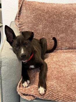 Waylon -  Labrador Retriever and Mixed Breed Dog for Adoption in Denver, Colorado - Waylon | PetCurious