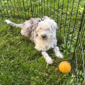 Harper-deaf -  Cocker Spaniel and Yorkshire Terrier Dog for Adoption in Rochester, Minnesota - Harper-deaf | PetCurious