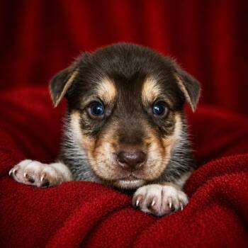 Husky Dogs Available for Adoption in Newport, Tennessee - Tulip | PetCurious