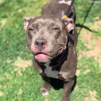 Mixed Breed Dogs Available for Adoption in Huntington, West Virginia - Dinah | PetCurious