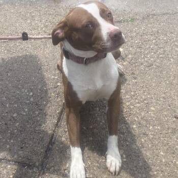 Pit Bull Terrier Dogs Available for Adoption in Huntington, West Virginia - Eve | PetCurious