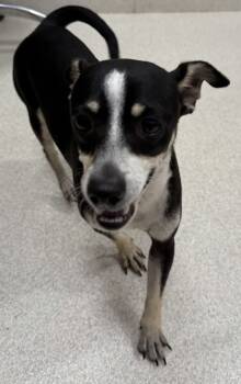 Rescue Chihuahua and Mixed Breed Dogs for Adoption in Honolulu, Hawaii - 58827568 | PetCurious