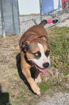 Rocky -  Boxer Dog for Adoption in Clay City, Kentucky - Rocky | PetCurious