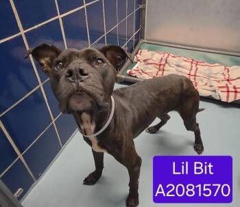 LIL BIT -  Staffordshire Bull Terrier and Mixed Breed Dog for Adoption in Houston, Texas - LIL BIT | PetCurious