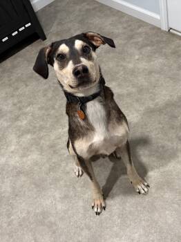 Spike -  Mountain Cur Dog for Adoption in Grant, Nebraska - Spike | PetCurious