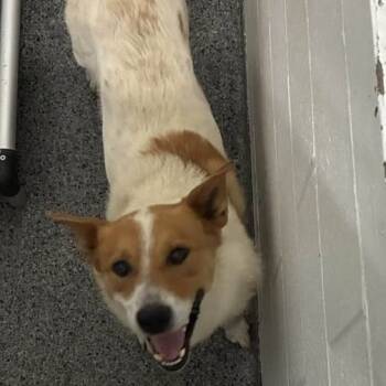 Rescue Mixed Breed Dogs for Adoption in Jeffersonville, Indiana - Hedgy | PetCurious