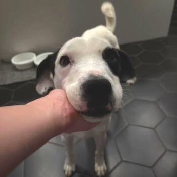 Labrador Retriever Dogs Available for Adoption - Steve Austin | PetCurious