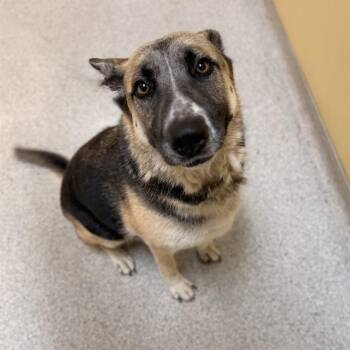 HOLLY -  German Shepherd Dog Dog for Adoption in Modesto, California - HOLLY | PetCurious