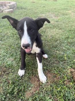 Rescue Husky and Hound Dogs for Adoption in Mount Holly, New Jersey - Xavier | PetCurious