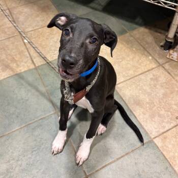 Rescue Mixed Breed Dogs for Adoption in Chattanooga, Tennessee - Spooky Skeleton | PetCurious