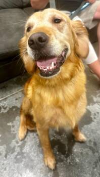 Sunny -  Golden Retriever Dog for Adoption in Neosho, Missouri - Sunny | PetCurious