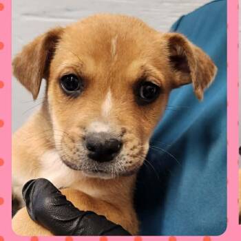 Labrador Retriever and Hound Dogs Available for Adoption in Tylertown, Mississippi - Jemma | PetCurious
