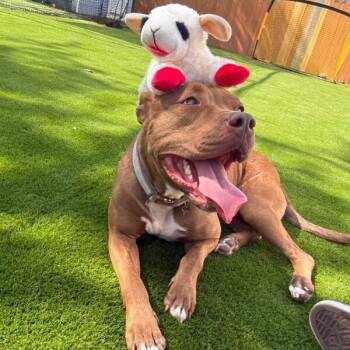 Fern -  American Staffordshire Terrier Dog for Adoption in Houston, Texas - Fern | PetCurious