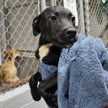 Cowboy -  Labrador Retriever and Mixed Breed Dog for Adoption in New York, New York - Cowboy | PetCurious