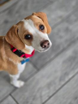 Beagle Dogs Available for Adoption - Milli Vanilli | PetCurious