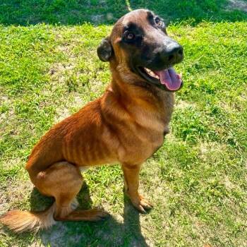 Rooster LP -  Belgian Shepherd Malinois Dog for Adoption in Enterprise, Alabama - Rooster LP | PetCurious
