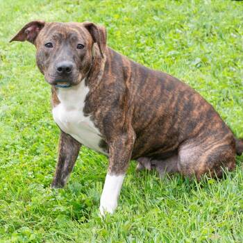Piglet -  Pit Bull Terrier Dog for Adoption in Troy, Ohio - Piglet | PetCurious