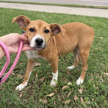 Australian Cattle Dog Blue Heeler and Terrier Dogs Available for Adoption in Harlingen, Texas - Nan | PetCurious