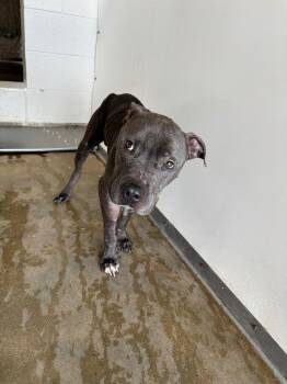 Gordo -  Pit Bull Terrier Dog Available for Adoption in Belton, Texas - Gordo | PetCurious