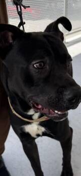 American Bulldog and Mixed Breed Dogs Available for Adoption in Doral, Florida - CHOPPA | PetCurious