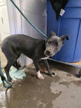 Pit Bull Terrier and Mixed Breed Dogs Available for Adoption in Holbrook, Arizona - Leia | PetCurious