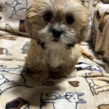 Tanna 4.2 lbs -  Lhasa Apso Dog for Adoption in Antwerp, Ohio - Tanna 4.2 Lbs | PetCurious